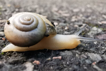 Spring Walks: How to Reconnect with Nature and Shake Off Winter