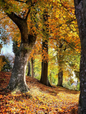 A woodland walk for better mental health