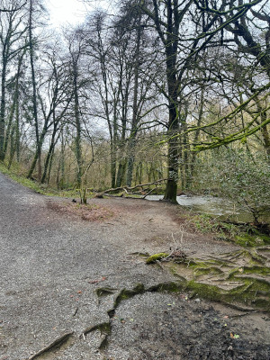 A walk in the woods