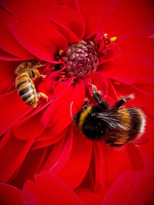 Mindful Photography