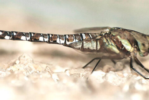 Local Dragonfly