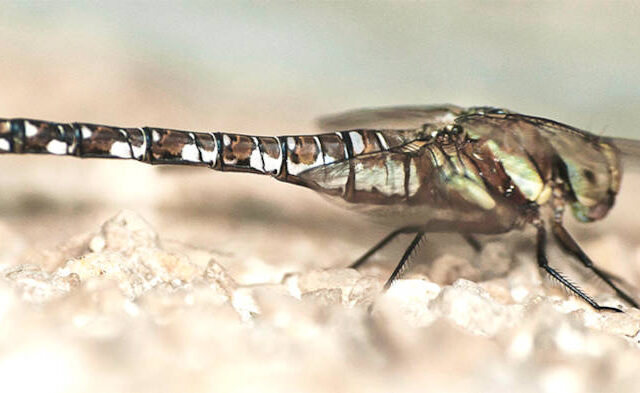 Local Dragonfly