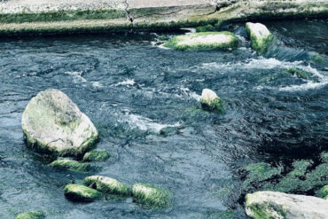 Attention Restoration Theory: How Nature can Restore a Tired Mind
