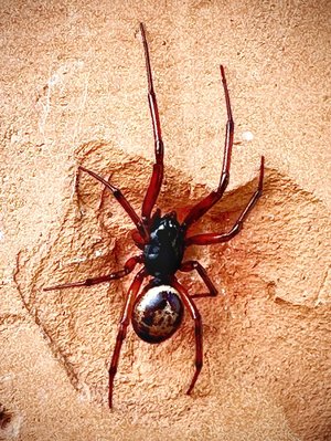 spider