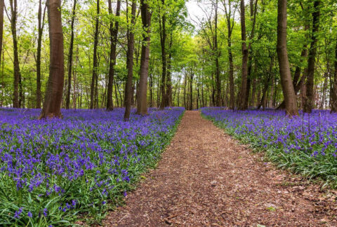 Spring Walks in Nature