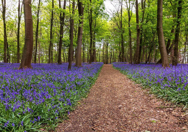 Spring Walks in Nature