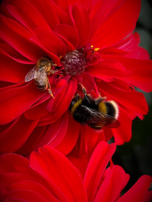 A bummble bee and a honey bee