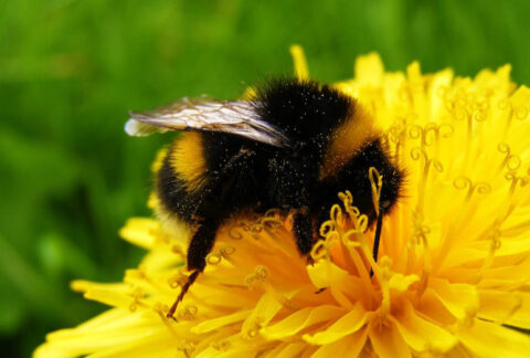 How watching a bee can restore a tired mind