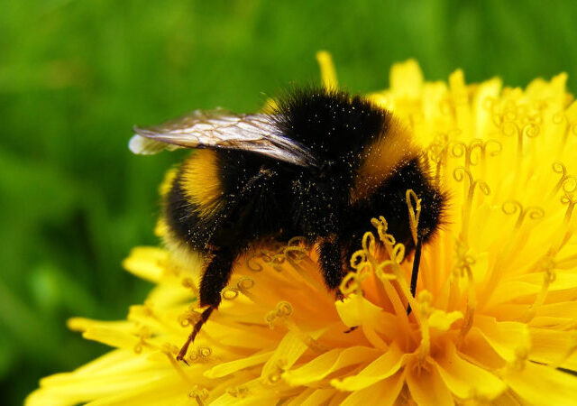 How watching a bee can restore a tired mind