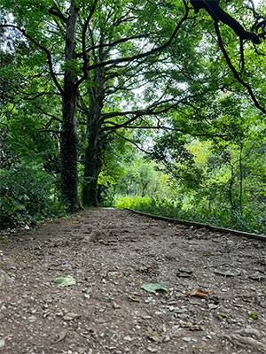 A path winding through a cool, shady ancient woodland canopy during summer